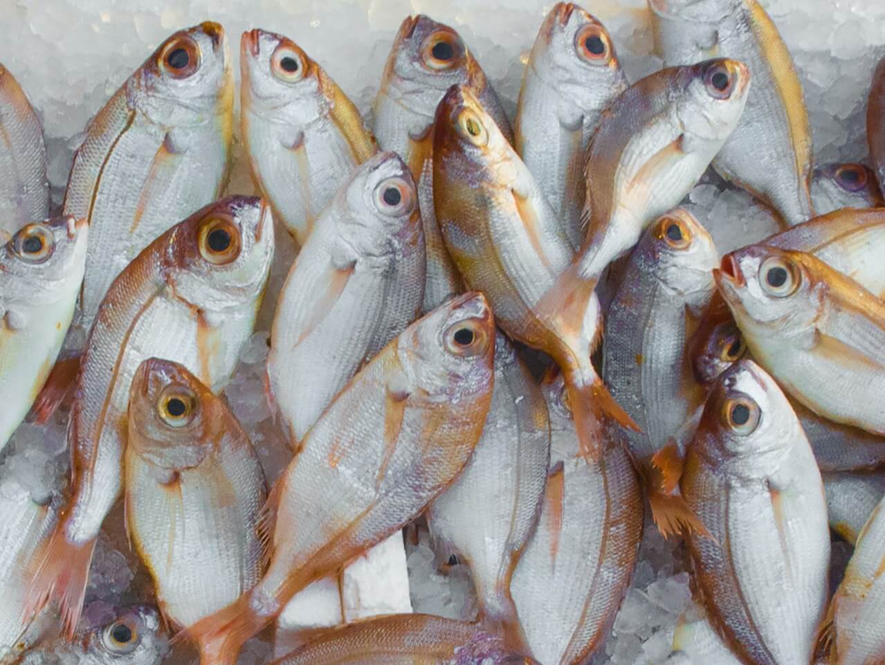 proveedor de pescado fresco